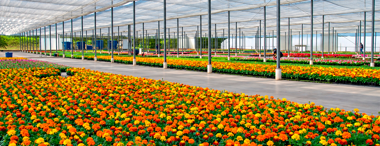  Imagem do Sicredi 