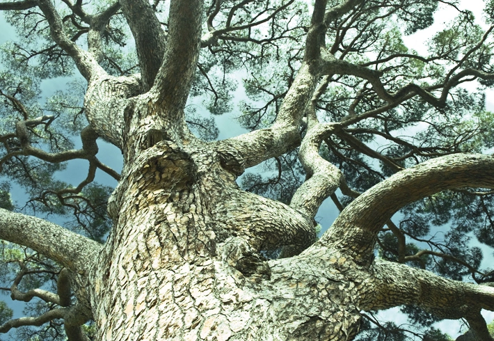  070_710x498px_Arvore.jpg 