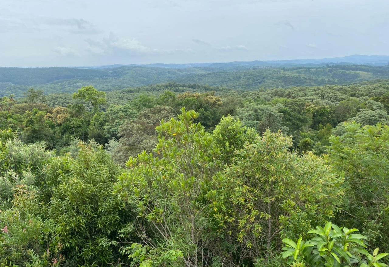  Sicredi-recupera-areas-de-mata-nativa-e-neutraliza-CO2-emitido-por-agencias-do-Parana-Sao-Paulo-e-Rio-de-Janeiro-15127649124598890213.jpg 