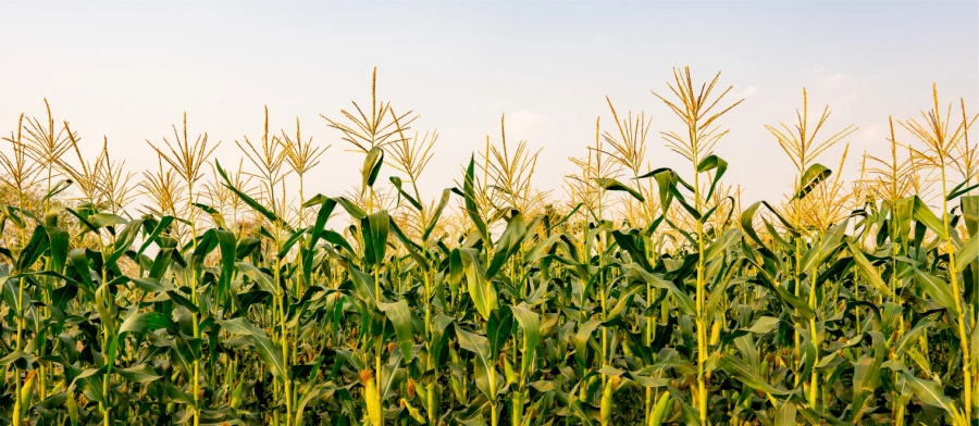  Sicredi fortalece o compromisso com a agricultura familiar em SC-17760042203712357255.png 