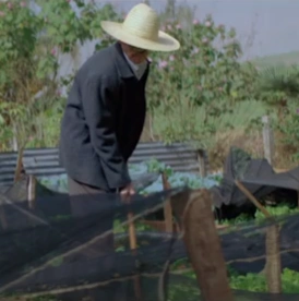 Homem agricultor examinando plantação