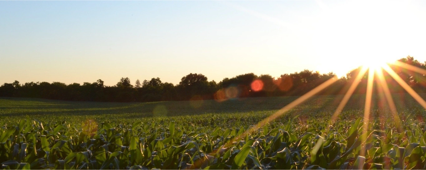  corn-g9c9d56a38-1920-104178672964951815.jpg 