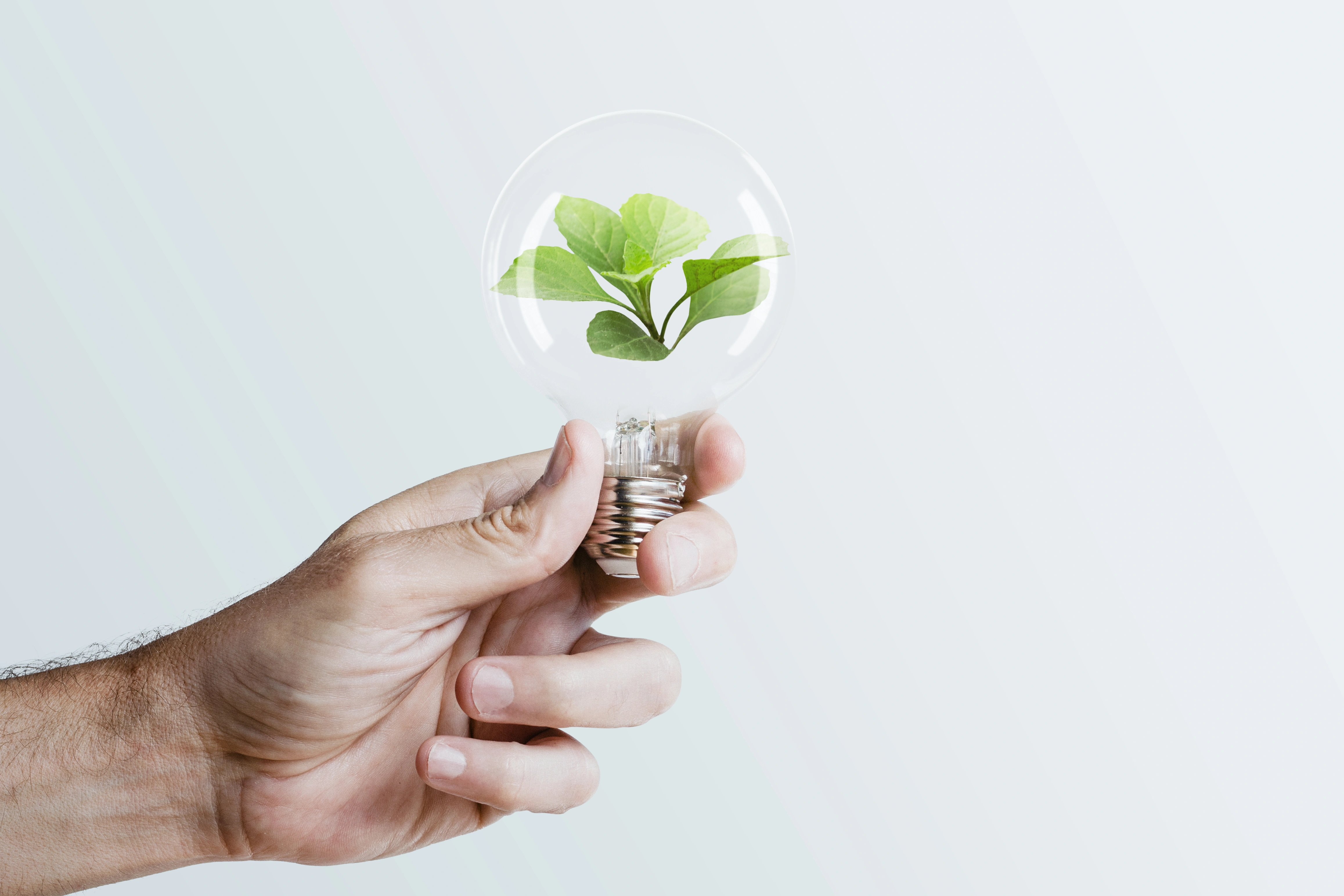  sustainable-energy-campaign-hand-holding-tree-light-bulb-media-remix.jpg 