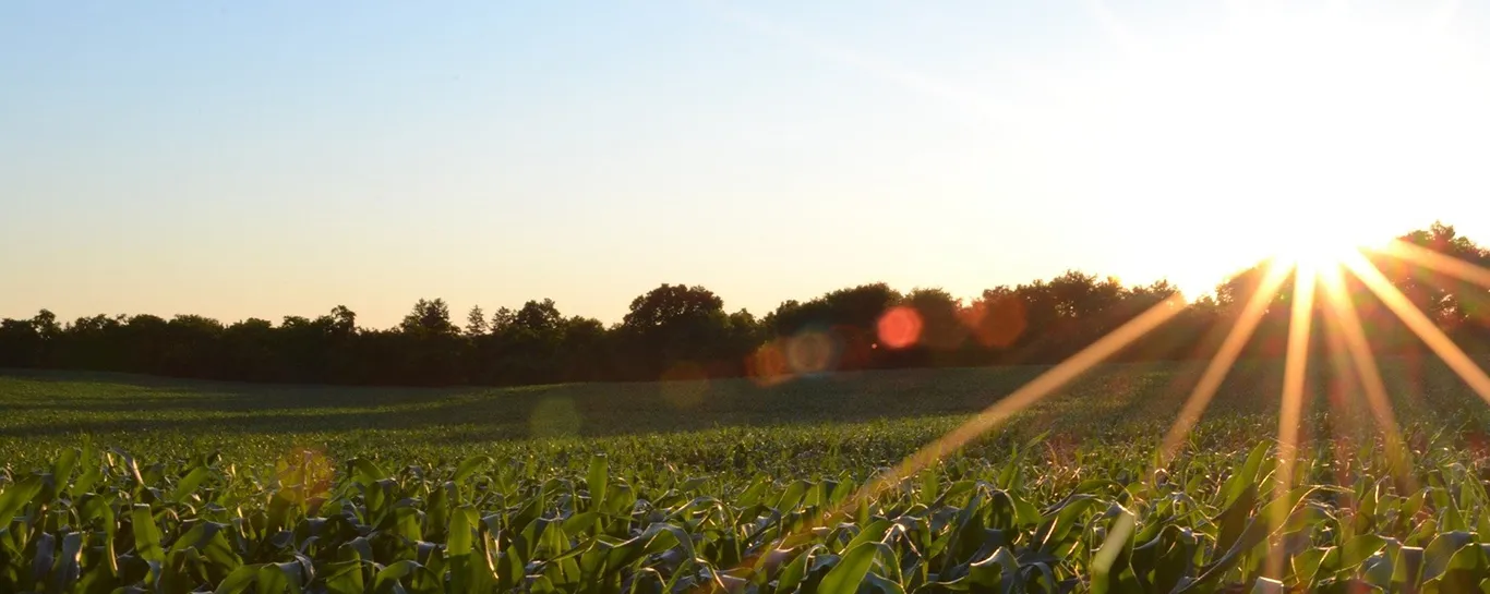  corn-g9c9d56a38-1920.jpg 