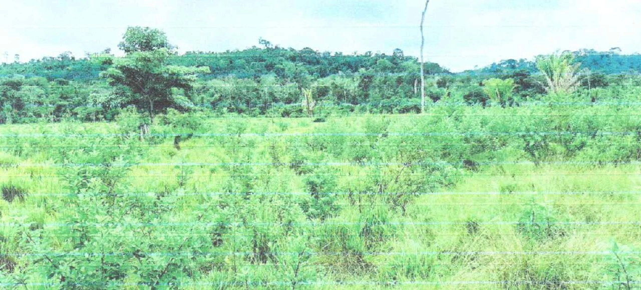  flor da serra02_Easy-Resize.com.jpg 