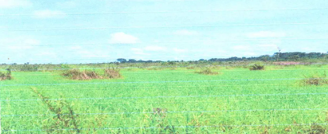  flor da serra03.png 