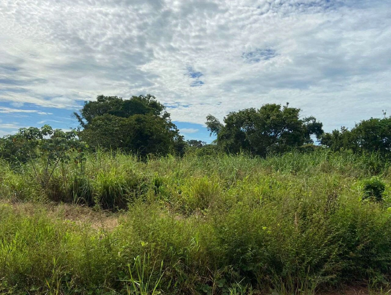  Rolim de Moura 100239.4_Easy-Resize.com.jpg 