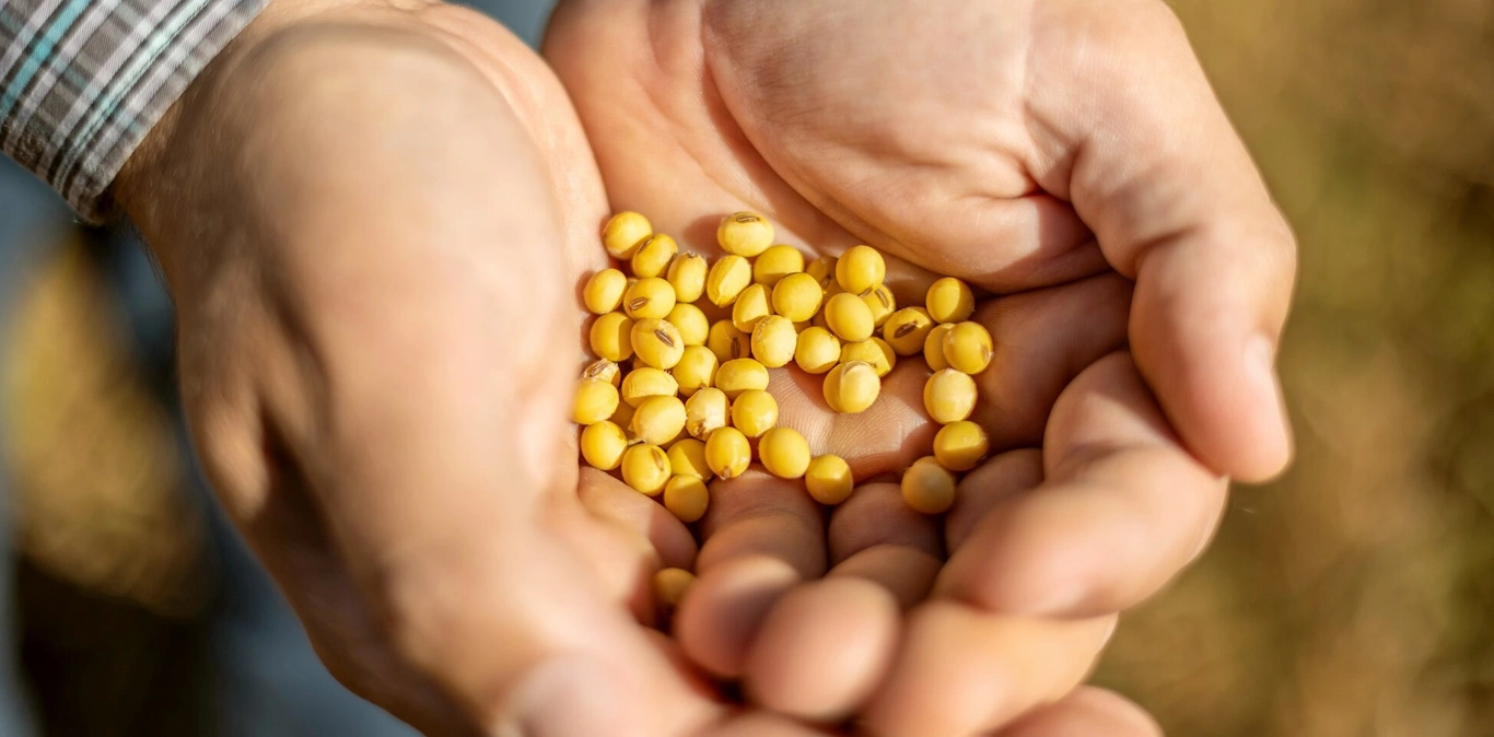  Banco-de-Imagens-Agro-Soja-Sicredi.jpg 