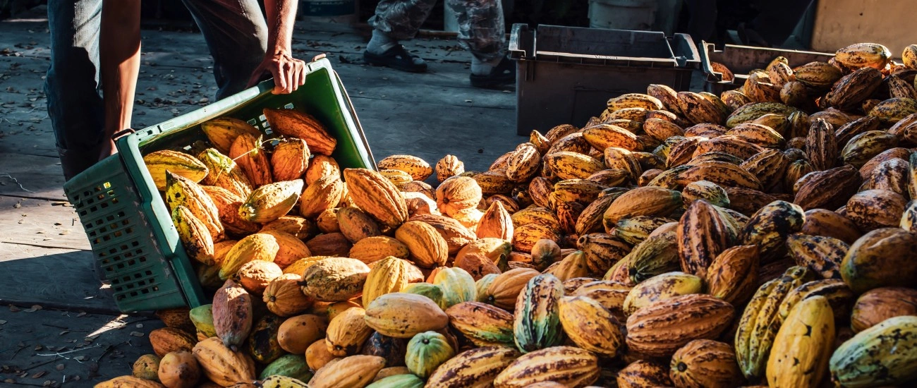  Sicredi apoia AgroTech Show em Altamira e destaca sustentabilidade e inovação no agronegócio da Amazônia.jpg 