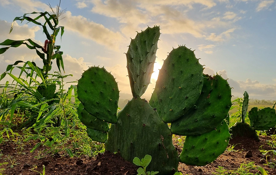 Beleza e Riqueza do Nosso Nordeste_Alexandra Farias Duda.jpg