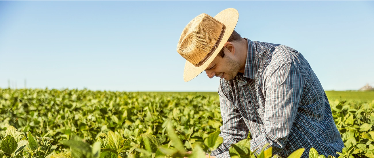  Poupança no Sicredi fomenta o agronegócio 