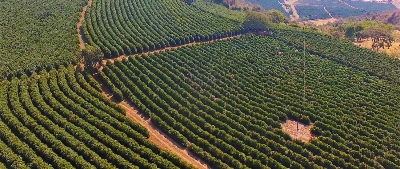  Sicredi impulsiona o agronegócio com crédito para custeio 