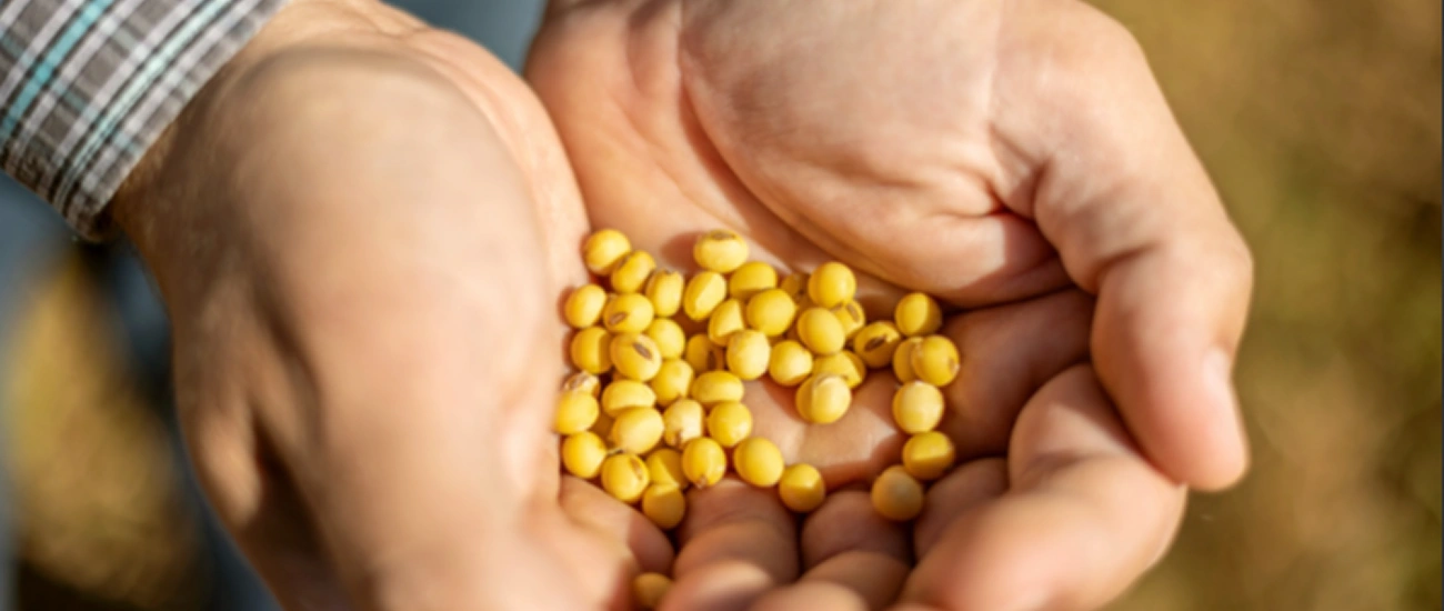  Sicredi disponibiliza R$ 68 bilhões no Plano Safra 