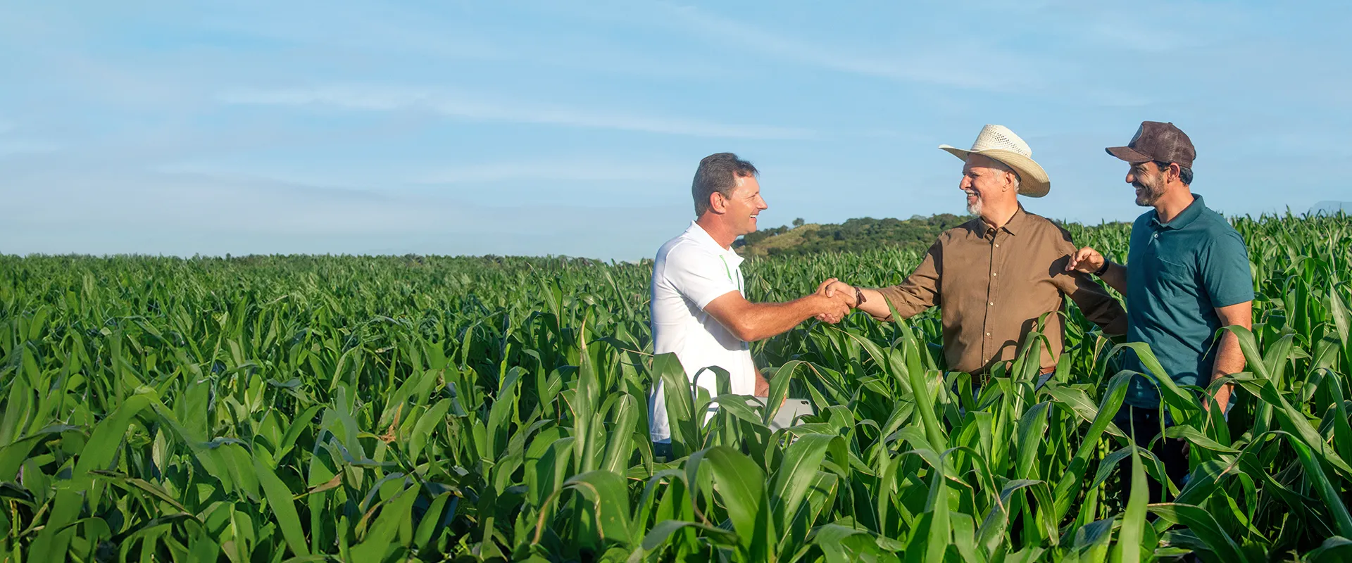 3 HOMENS NO MEIO DE UM PLANTIO DE MILHO, 2 DELES ESTÃO SE COMPRIMENTANDO 