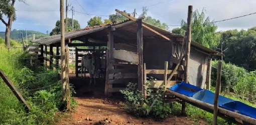  galpão onde fica as vacas.png 