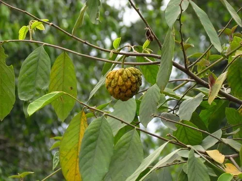  Araticum-amarelo 