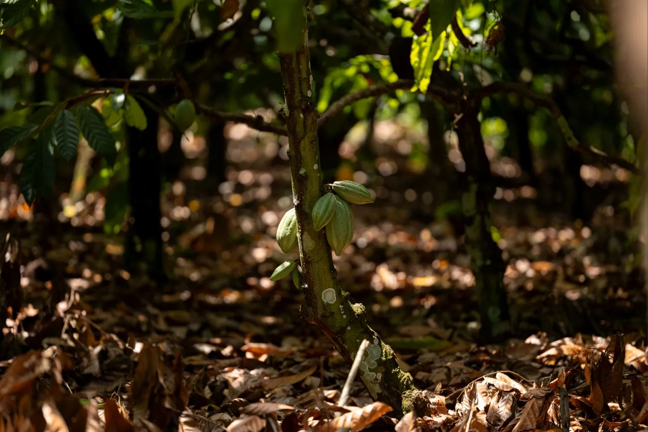  Sicredi-Producao-Sustentavel-do-Cacau (1) 