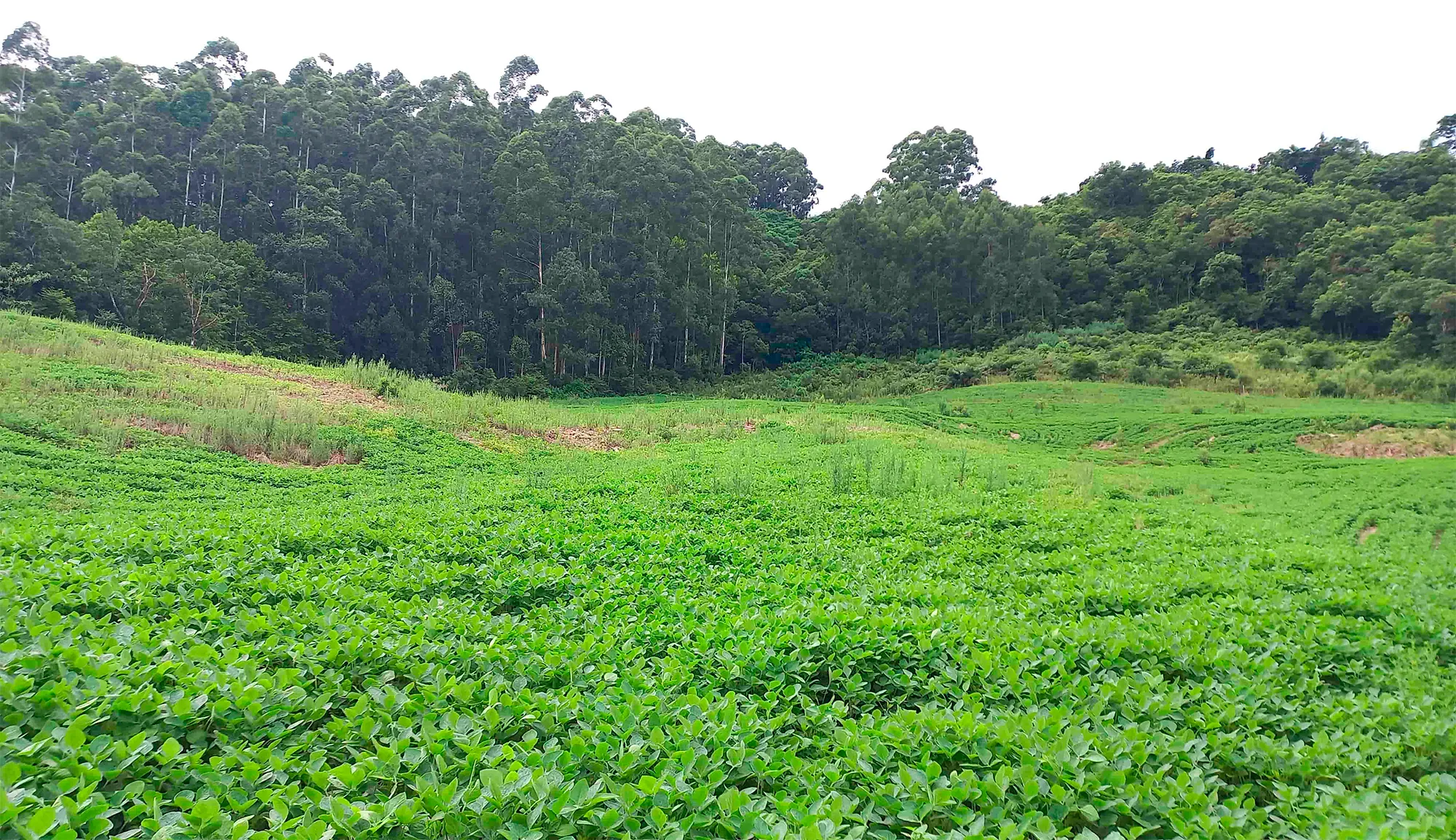  Área em Segredo RS.png 