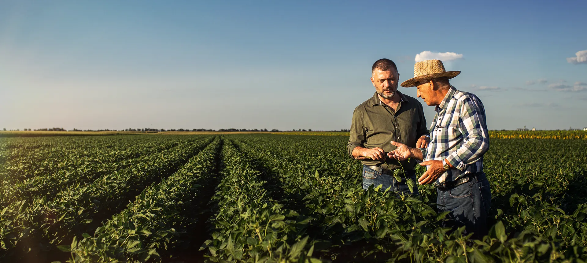  Imagem do site Sicredi 