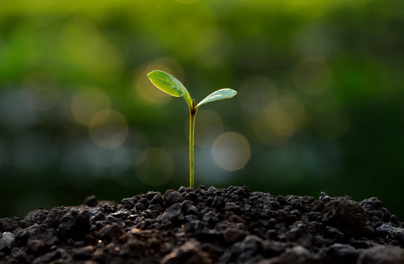  Imagem do site Sicredi 