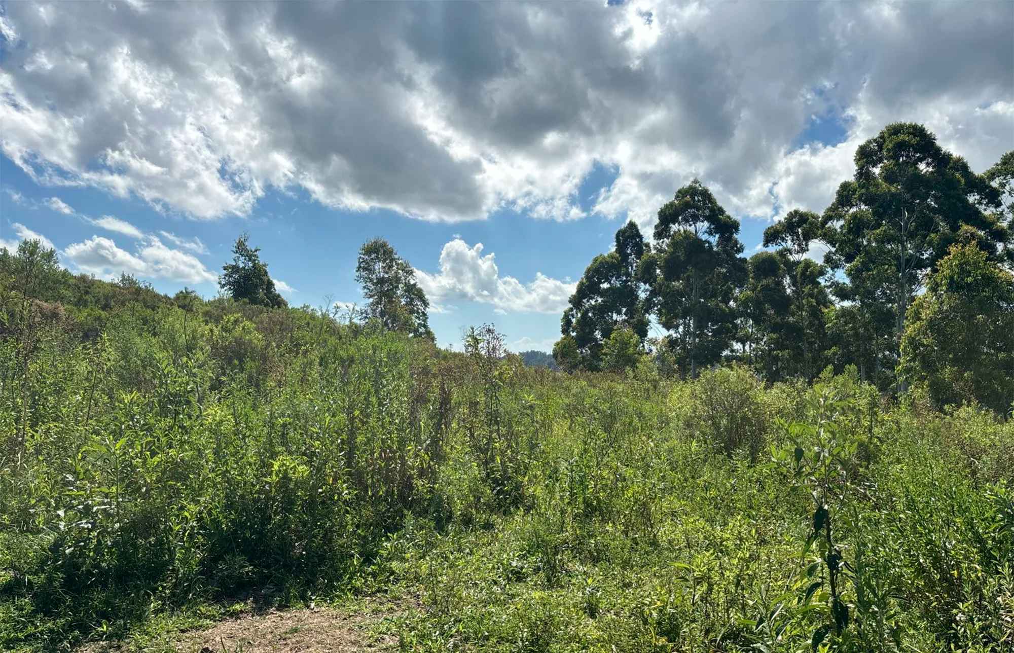  Linha Teutônia Terras.png 