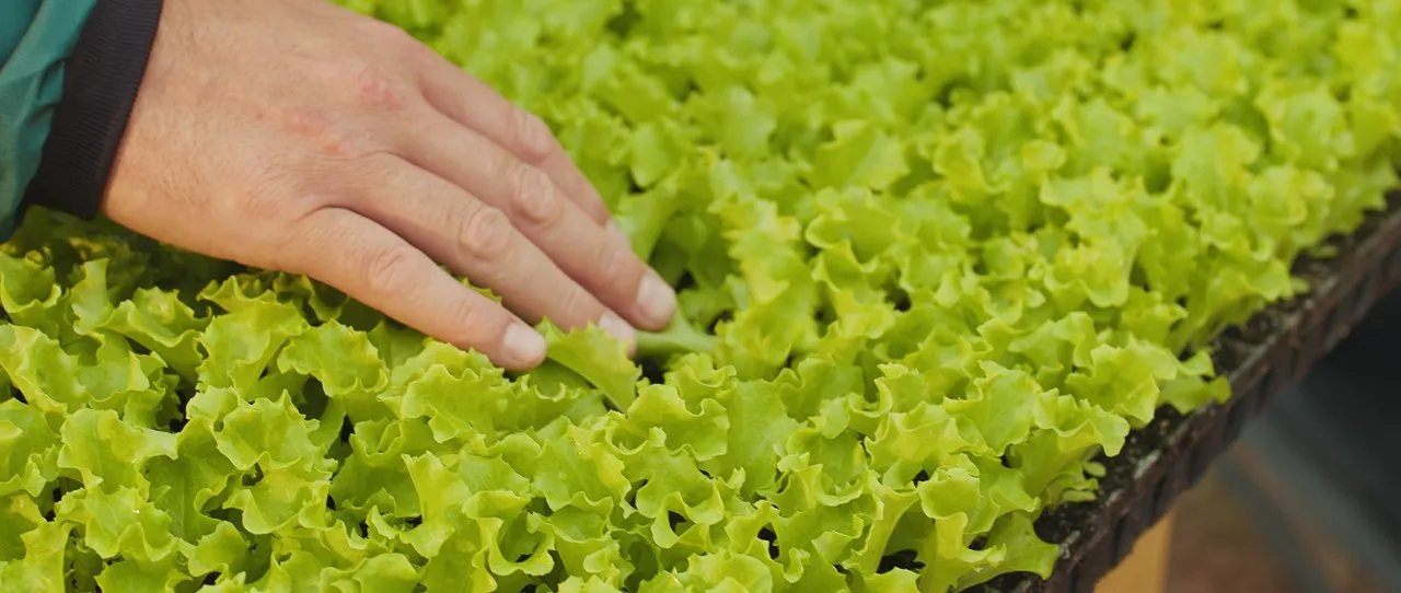  Agro-hortifruti 