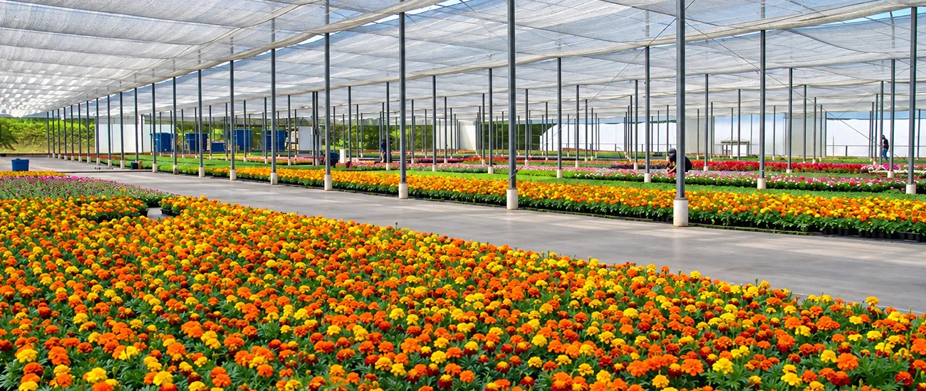  2. Brasil que floresce além do agronegócio tradicional.jpg 