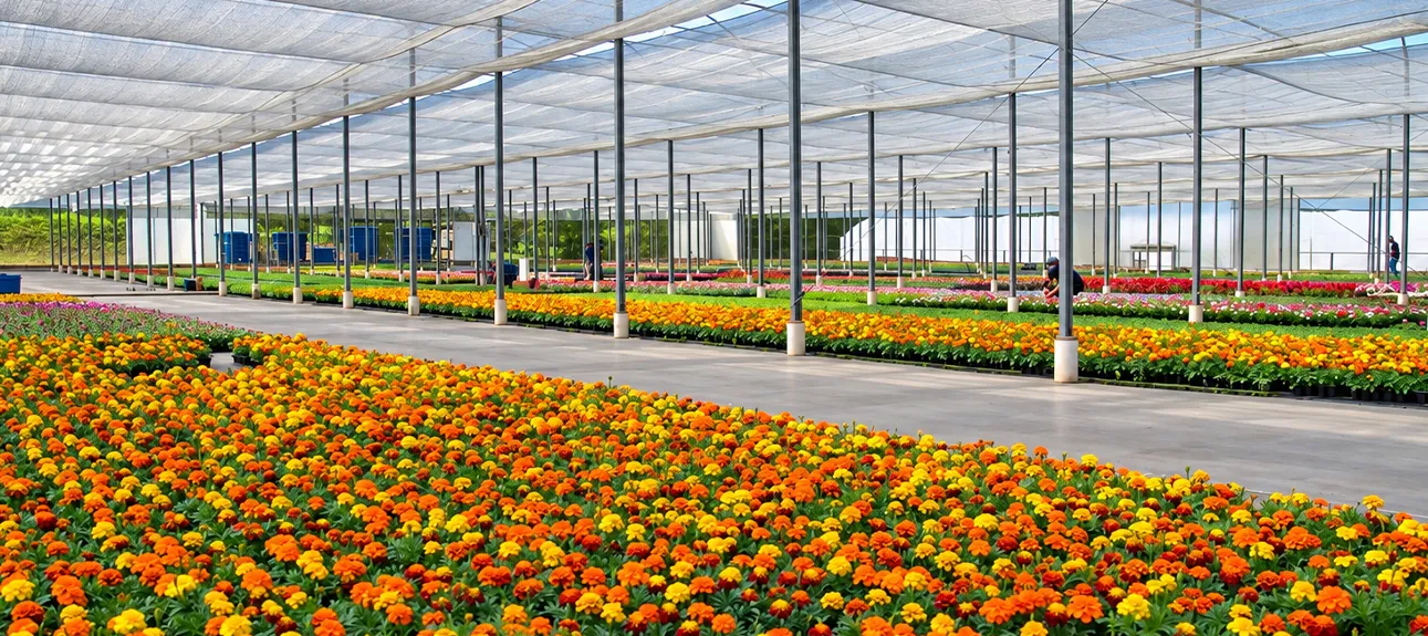  BRASIL FLORESCE.jpg 