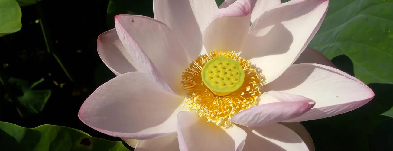  Flor de lotus.png 