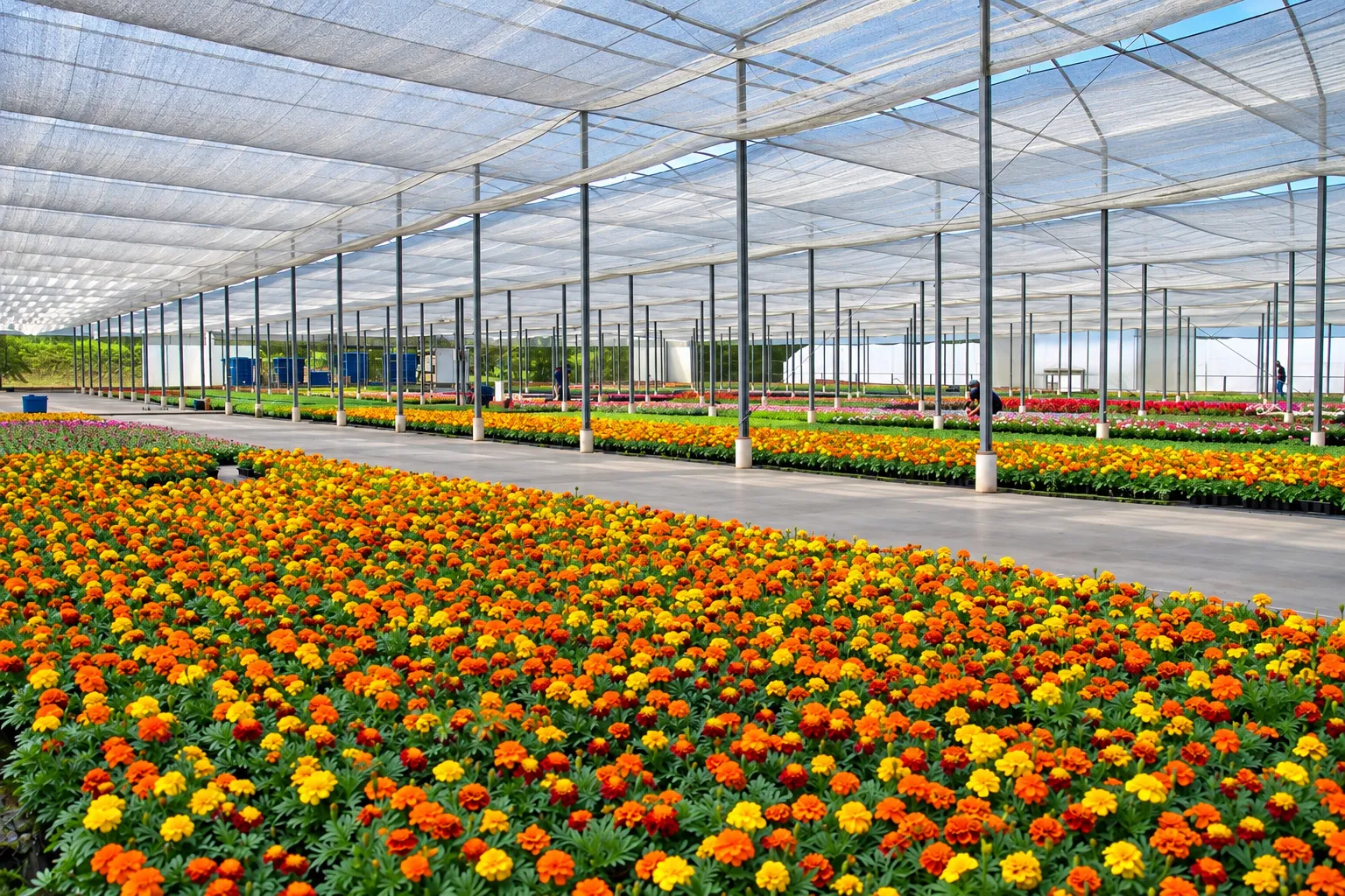  Bela-Flor.jpg 