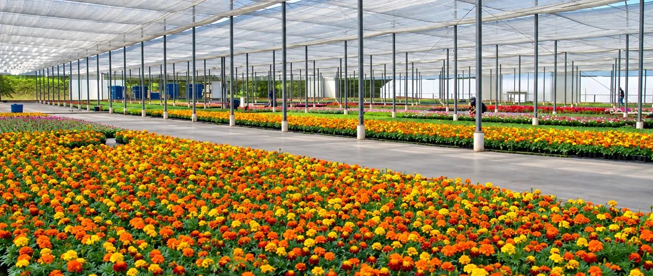  bela-flor-site 