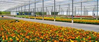 bela-flor-site.jpg