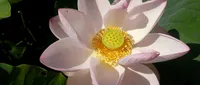 flor de lótuis-site.jpg