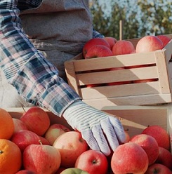 associado produtor organizando caixas de frutas