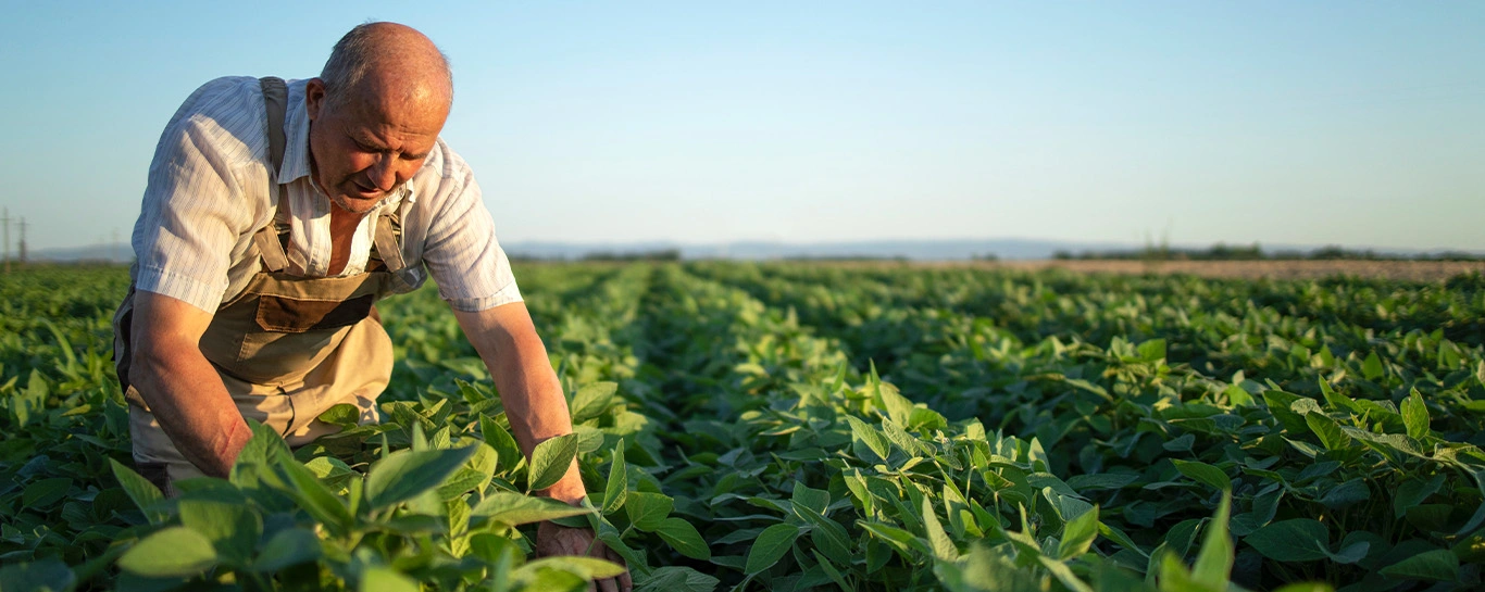  Prejuízos na colheita confira 6 dicas para reduzir as perdas - Agronegócio - Blog do Sicredi.jpg 