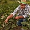  Produtor rural olhando as folhas da sua plantação - Seguro colheita garantida Sicredi 