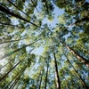  Floresta de eucaliptos - Seguro Floresta Sicredi 