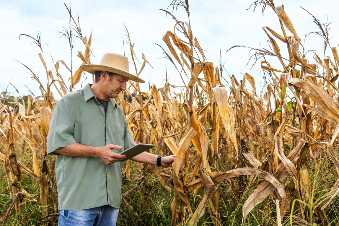  associado do sicredi que usa o custeio FCO na sua produção de milho 