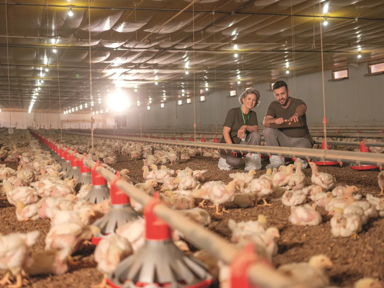  associados do sicredi que usam o custeio agropecuário integradoras no seu aviário 