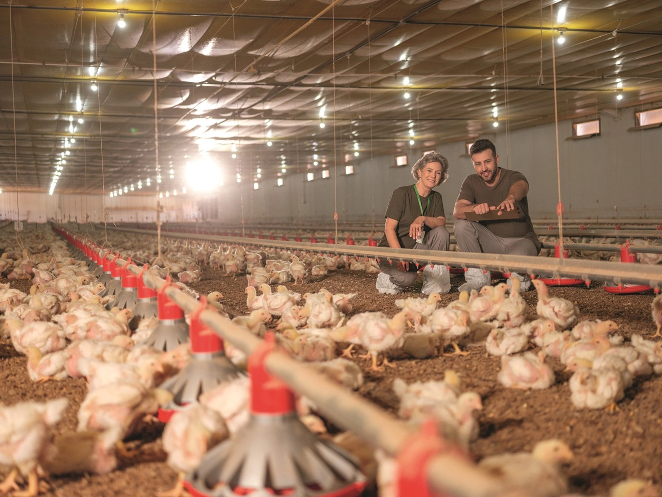  associados do sicredi que usam o custeio agropecuário integradoras no seu aviário 