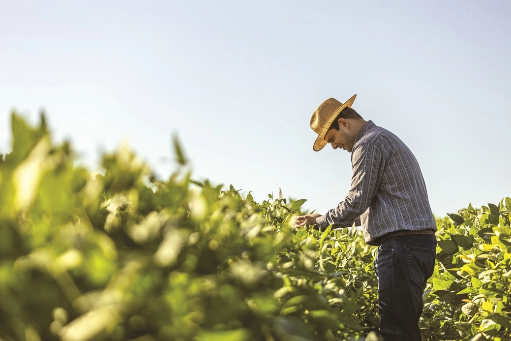  associado do sicredi que usa o custeio pronamp na sua plantação 