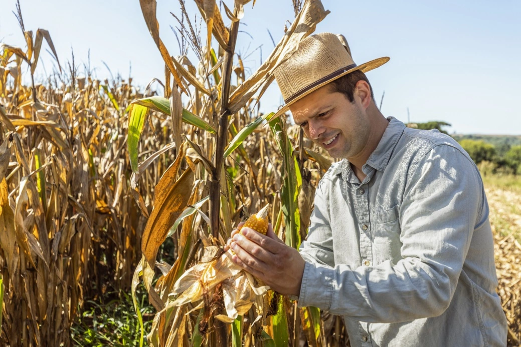 Associado agro do Sicredi conferindo a plantação de milho 
