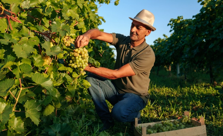  Associado do Sicredi no campo 