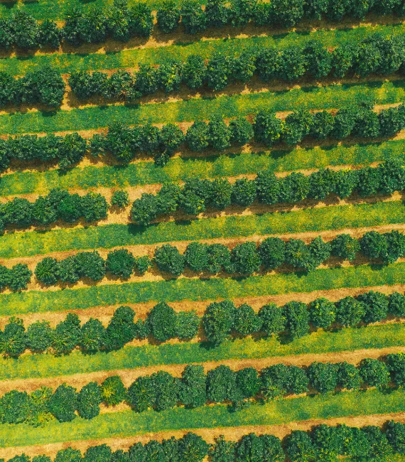  Imagem do site Sicredi 