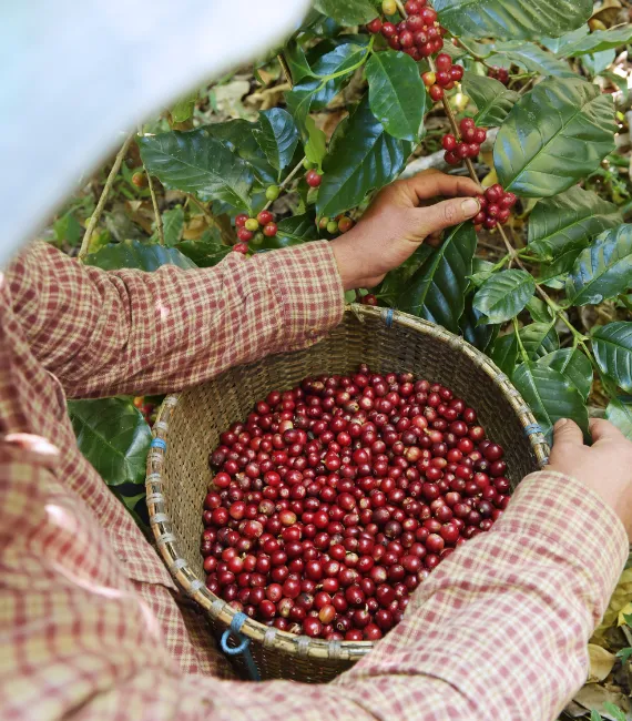  Imagem do site Sicredi 