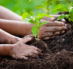 mãos de duas crianças mexendo na terra plantando na horta